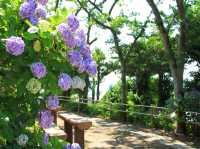繡球花公園
