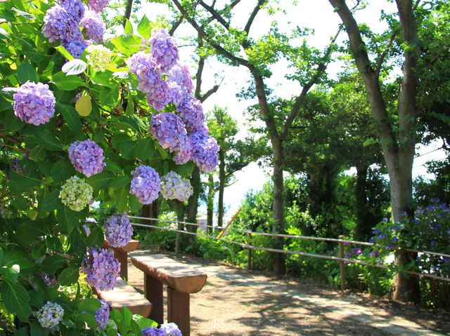 繡球花公園