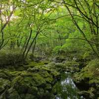 【台灣春天好去處】玉山國家公園：杜鵑花海，追尋春日之美的最佳目的地