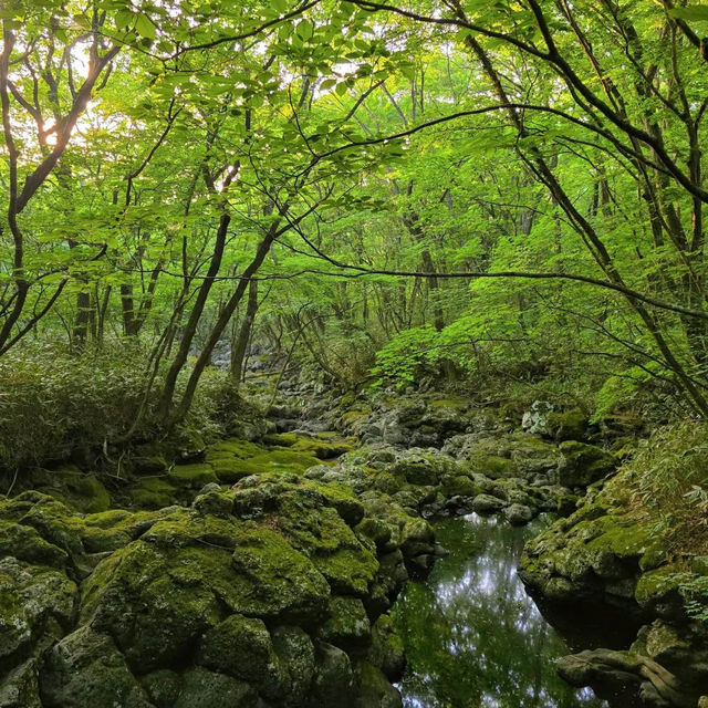 【台灣春天好去處】玉山國家公園：杜鵑花海，追尋春日之美的最佳目的地