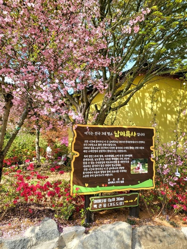 역대급 봄꽃축제 서부해당화가 아름다운 남미륵사🌸