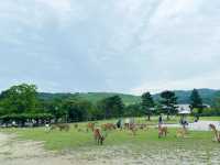 奈良旅遊首選の住宿！高CP值
