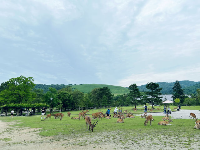 奈良旅遊首選の住宿！高CP值
