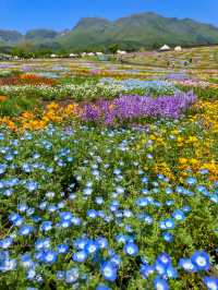 雄大な山々をバックに四季折々の花が咲く、くじゅう花公園