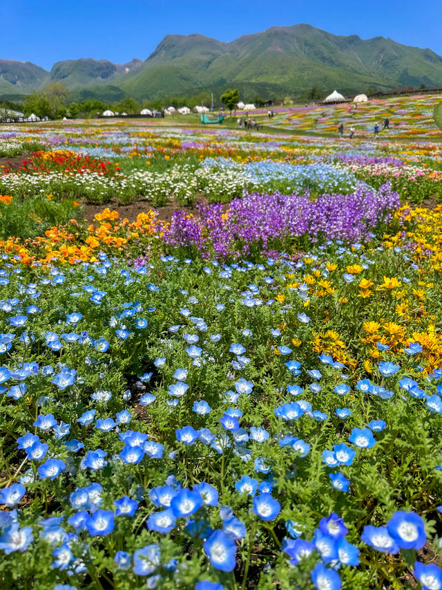 雄大な山々をバックに四季折々の花が咲く、くじゅう花公園