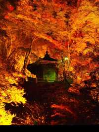 感動の紅葉が見れる🥺🍁香嵐渓🍁🥺