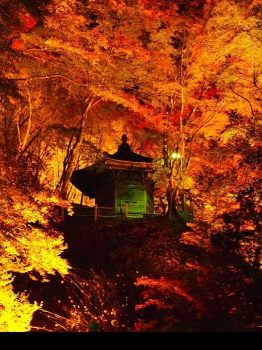 感動の紅葉が見れる🥺🍁香嵐渓🍁🥺