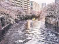 【目黒川の桜】目黒区