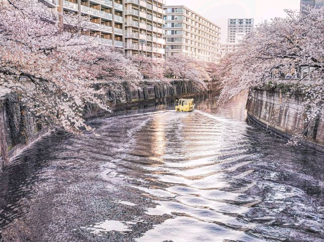 【目黒川の桜】目黒区