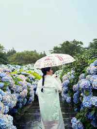 Jeju Island’s Hydrangea HAVEN 💜💙🤍