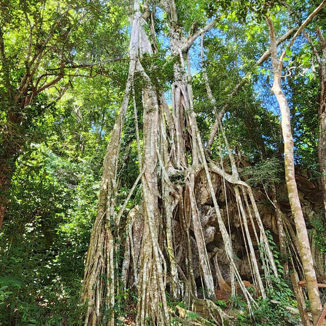 新加坡裕廊湖花園：熱帶仙境