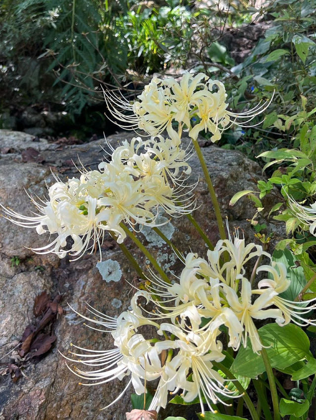 高知 / 朝ドラのモデル！牧野植物園