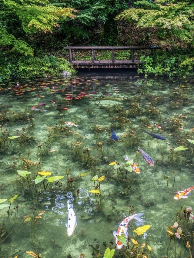 〜岐阜県〜リアルモネの池