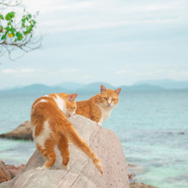 เกาะแมว สวรรค์ของเหล่าทาส! 🐈🏝