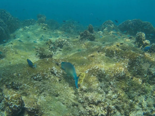 ดำน้ำชมปะการัง เกาะสิมิลัน 🪸🐠🏝️