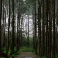 สวนป่าดอยบ่อหลวง อำเภอฮอด เชียงใหม่