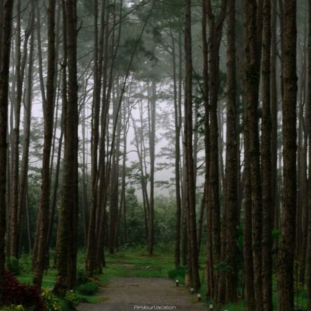 สวนป่าดอยบ่อหลวง อำเภอฮอด เชียงใหม่