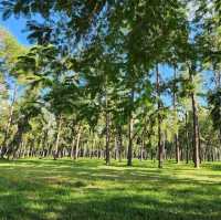 🌲สวนสนแม่แตง เชียงใหม่