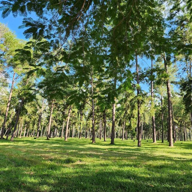 🌲สวนสนแม่แตง เชียงใหม่