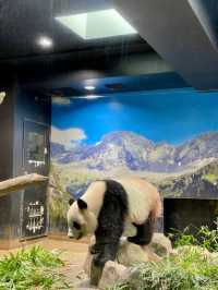 東京 | 漫遊東京市內動物園 適合⼀家大細嘅行程🐼