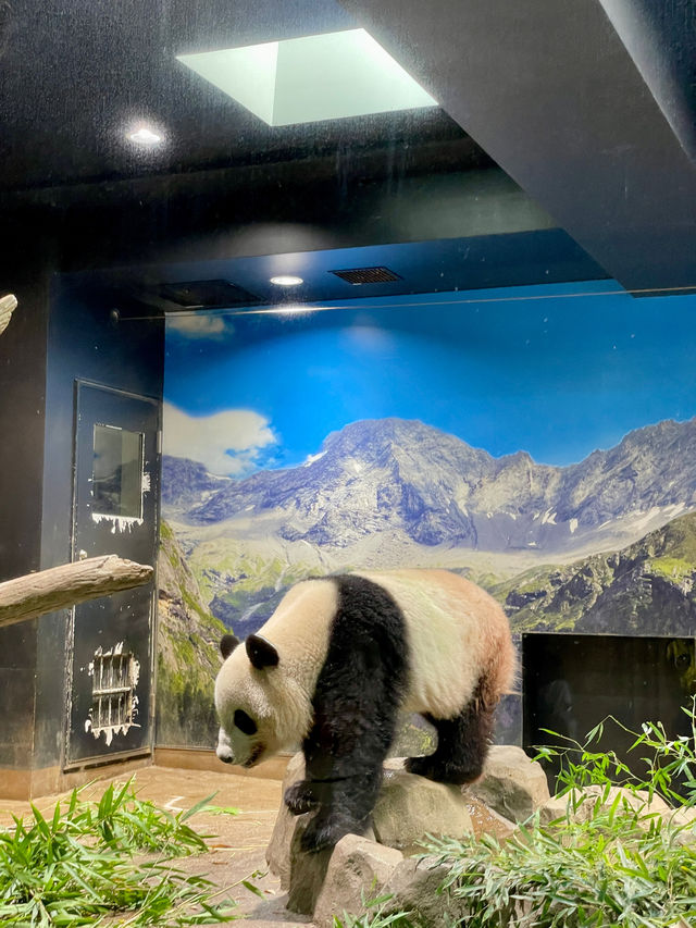 東京 | 漫遊東京市內動物園 適合⼀家大細嘅行程🐼