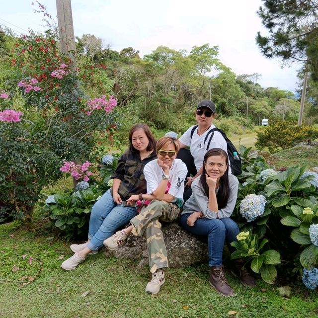 Spring Garden Kundasang, A Slice of Nature's Paradise