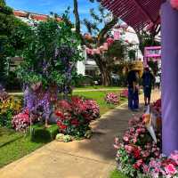 🇲🇾 Bloom with Beauty: Discover Flower Blossoms at Armenian Park