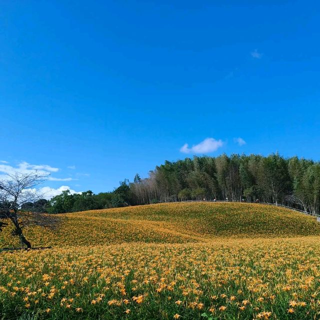 夏末限定，金色山脈充滿