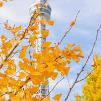 a great way to see Yokohama skyline and harbor
