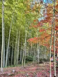 【京都嵐山】世界遺産天龍寺の紅葉✨ 曹源池庭園！