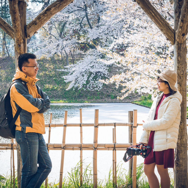 Hirosaki Cherry blossom festival