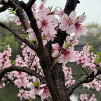 Hidden Gem for Cherry Blossom - WuXi, China 