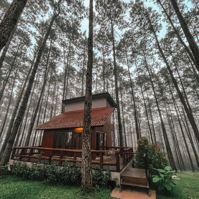 ที่พักวิวป่าสน จ.เชียงใหม่🍂🪵