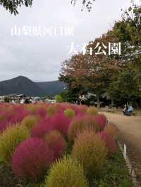 山梨県河口湖/大石公園でコキア
