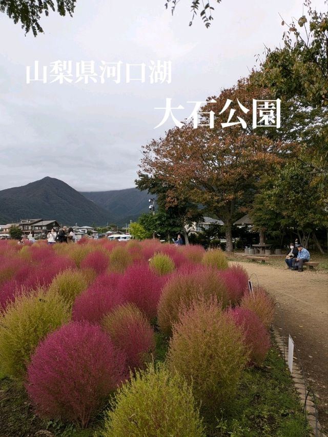 山梨県河口湖/大石公園でコキア