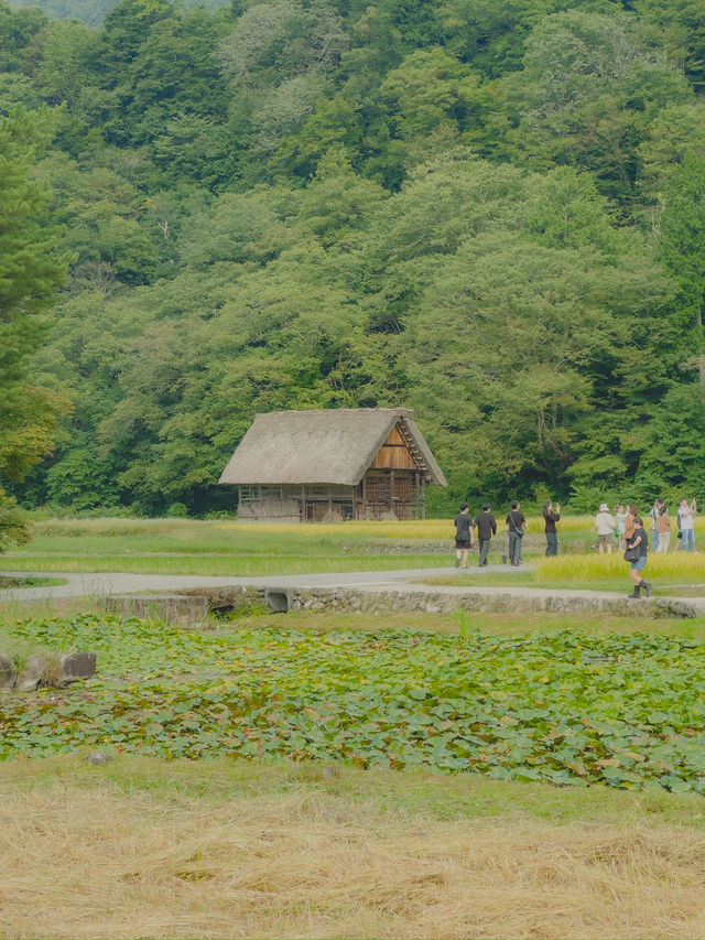 동화 같은 일본 마을, 시라카와고🌿