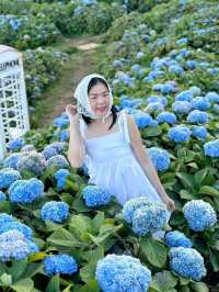 Hydrangea san 