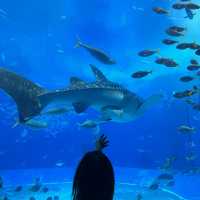 A Fun Getaway to Okinawa Churaumi Aquarium