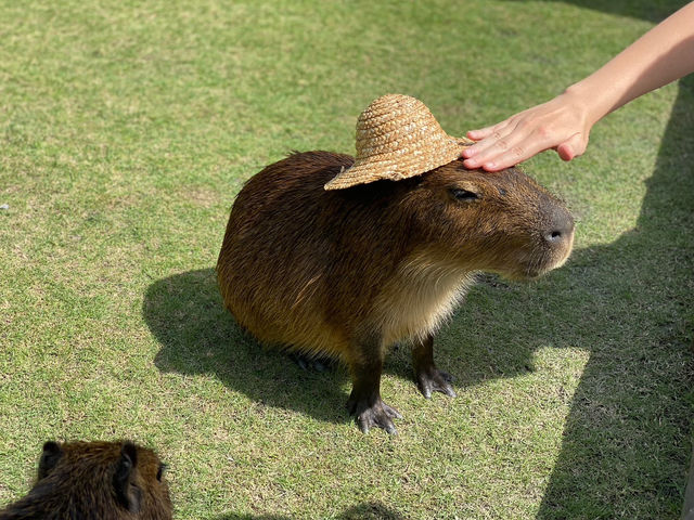 張美阿嬤農場 宜蘭景點 親子互動 動物園