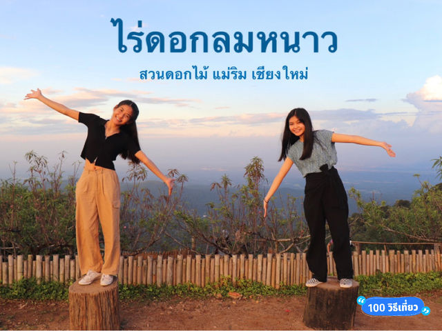 รับลมหนาว ชมสวนดอกไม้ แม่ริม เชียงใหม่🌸