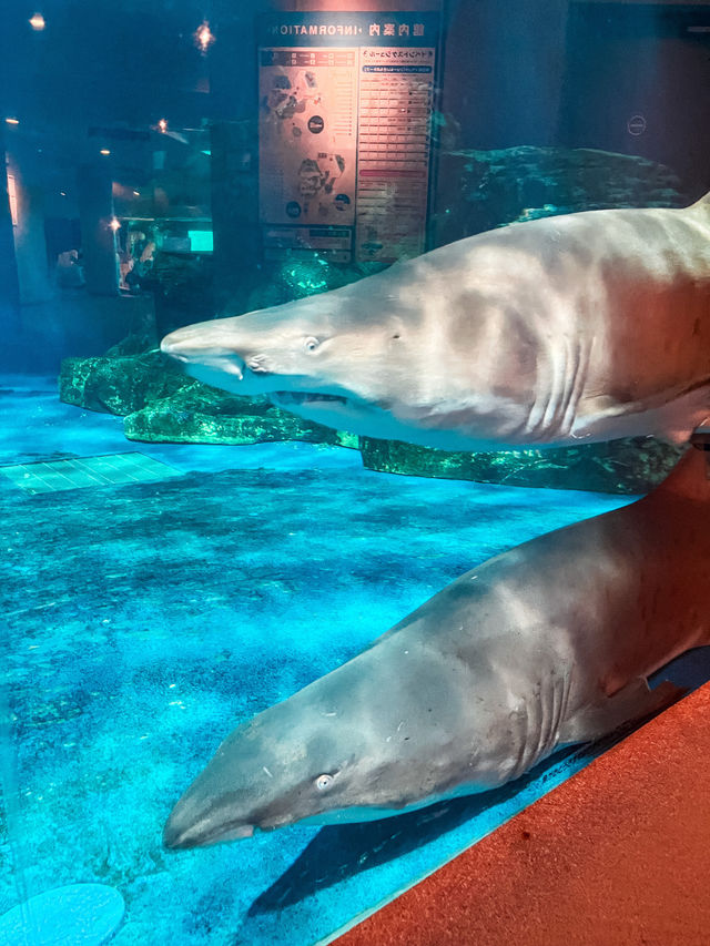 【 東京 品川 】本当は秘密にしたい東京の穴場水族館