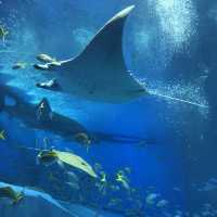 🇯🇵日本沖繩-沖繩美麗海水族館🐟🪼🦑🦈🐡
