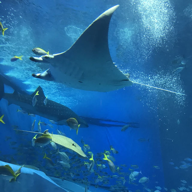 🇯🇵日本沖繩-沖繩美麗海水族館🐟🪼🦑🦈🐡