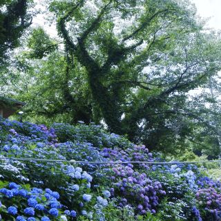 Encounter the endless sea of hydrangeas.