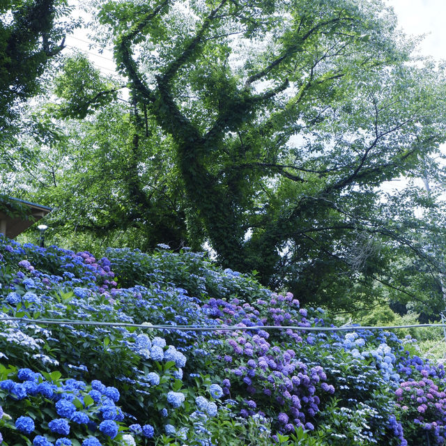 邂逅一望無際的紫陽花海 