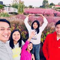 Pink Paradise: Pyeongtaek’s Autumn Gem