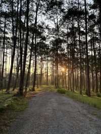 สวนป่าดอยบ่อหลวง 