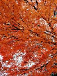 東京箱根🍁紅葉之旅🍁2天之行
