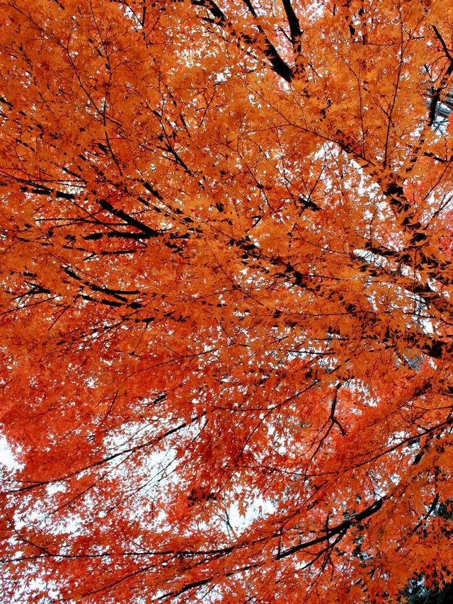東京箱根🍁紅葉之旅🍁2天之行