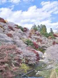 【ここ行って】秋に桜が見られる⁉️全国でも珍しい「紅葉×桜」の本場🌸🍁